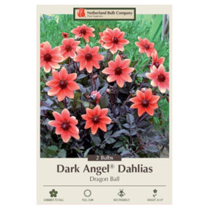 Dahlia Dark Angel – Dragon Ball – 2 Bulb Pack