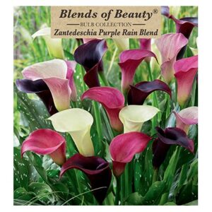 Calla Lily – Purple Rain Mix – 3 Bulb Pack