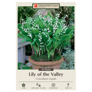 Lily Of The Valley – Convallaria Majalis – 10 Bulb Pack