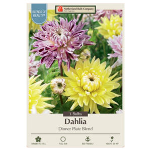 Dahlia Dinner Plate – Combo – 3 Bulb Pack