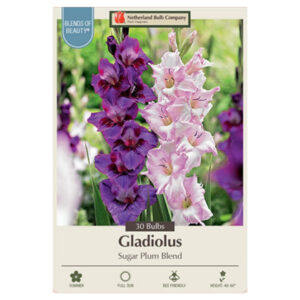 Gladiolus Large Flowering – Sugar Plum Blend – 30 Bulb Pack