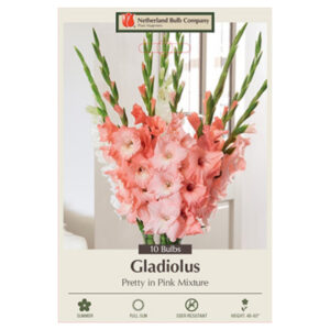 Gladiolus Large Flowering – Pretty In Pink Blend – 30 Bulb Pack