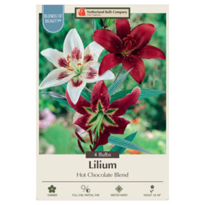 Hardy Lily – Hot Chocolate Blend – 4 Bulb Pack