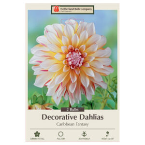 Dahlia Decorative – Caribbean Fantasy – 2 Bulb Pack