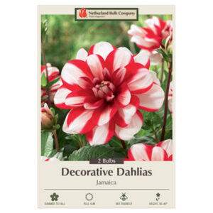 Dahlia Decorative – Jamaica – 2 Bulb Pack