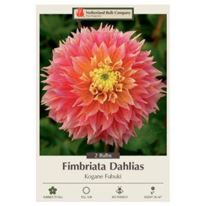 Dahlia Fimbriata – Kogane Fubuki – 2 Bulb Pack