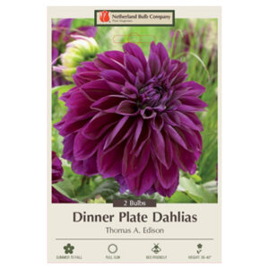 Dahlia Dinner Plate – Thomas A Edison – 2 Bulb Pack