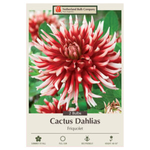 Dahlia Cactus – Friquolet – 2 Bulb Pack