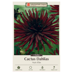 Dahlia Cactus – Nuit D’Ete – 2 Bulb Pack