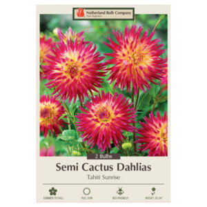 Dahlia Semi Cactus – Tahiti Sunrise – 2 Bulb Pack