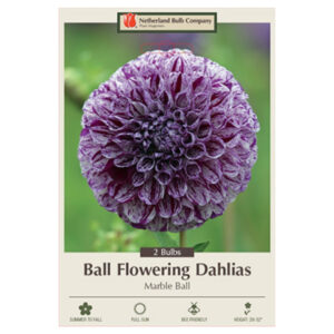 Dahlia Ball Flowering – Marble Ball – 2 Bulb Pack