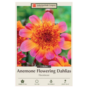 Dahlia Anemone Flowering – Floorinoor – 2 Bulb Pack