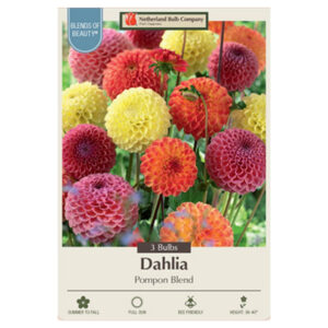 Dahlia Pompom Mix – 3 Bulb Pack