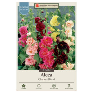 Hollyhock Alcea Rosea – Charters Blend – 8 Bulb Pack