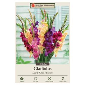 Gladiolus Large Flowering – Valentine Mix – 10 Bulb Pack