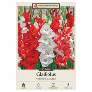 Gladiolus Large Flowering – Mardi Gras Mix – 10 Bulb Pack