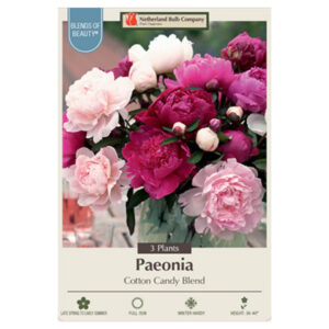 Garden Peony – Cotton Candy Mix – 3 Bulb Pack