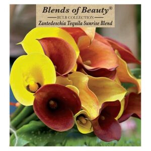 Calla Lily – Tequila Sunrise Mix – 3 Bulb Pack