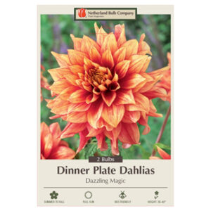 Dahlia Dinner Plate – Dazzling Magic – 2 Bulb Pack