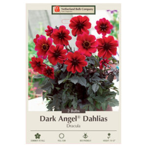 Dahlia Dark Angel – Dracula – 2 Bulb Pack