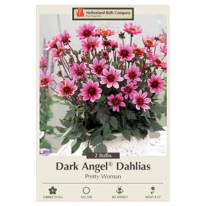 Dahlia Dark Angel – Pretty Woman – 2 Bulb Pack