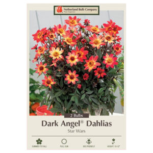 Dahlia Dark Angel – Star Wars – 2 Bulb Pack