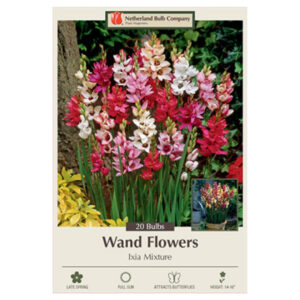 Wand Flower – Ixia Hybrid Mix – 20 Bulb Pack