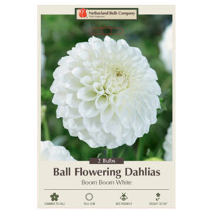 Dahlia Ball Flowering – Boom Boom White – 2 Bulb Pack