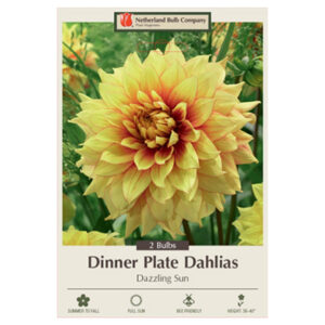 Dahlia Dinner Plate – Dazzling Sun – 2 Bulb Pack