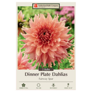 Dahlia Dinner Plate – Fairway Spur – 2 Bulb Pack