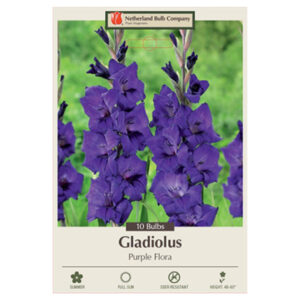 Gladiolus Large Flowering – Purple Flora – 10 Bulb Pack