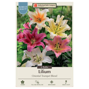 Hardy Lily – Trumpet Blend – 6 Bulb Pack