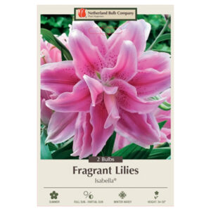 Fragrant Double Lily – Isabella – 2 Bulb Pack