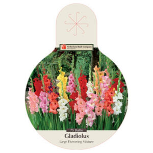 Gladiolus Large Flowering Mix – 75 Bulb Pack