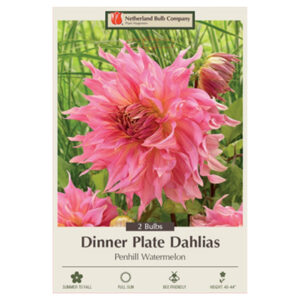 Dahlia Dinner Plate – Penhill Watermelon – 2 Bulb Pack