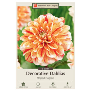 Dahlia Decorative – Striped Nagano – 2 Bulb Pack