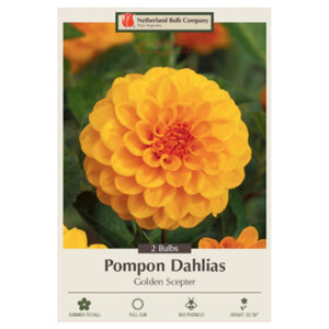 Dahlia Pompon – Golden Scepter – 2 Bulb Pack