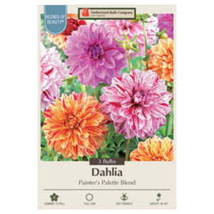 Dahlia Decorative – Painter’s Pallette – 3 Bulb Pack