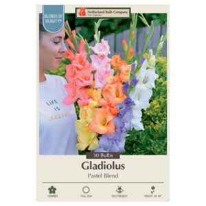 Gladiolus Large Flowering – Pastel Blend – 30 Bulb Pack