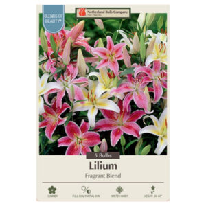 Fragrant Lily – Fragrant Blend – 5 Bulb Pack