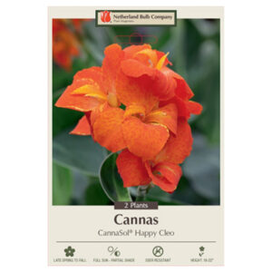 Canna Lily – Cannasol® Happy Cleo – 2 Bulb Pack