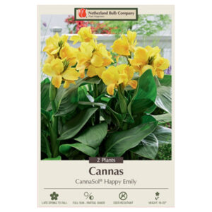 Canna Lily – Cannasol® Happy Emily – 2 Bulb Pack