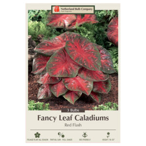 Caladium Fancy Leaf – Red Flash – 3 Bulb Pack