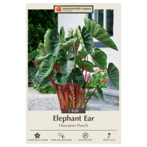 Elephant Ears – Hawaiian Punch – 1 Bulb Pack