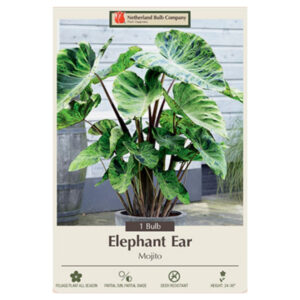 Elephant Ears – Mojito – 1 Bulb Pack