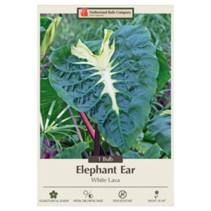 Elephant Ears – White Lava – 1 Bulb Pack