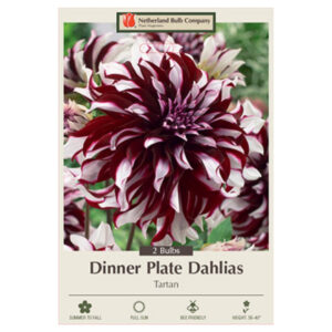 Dahlia Dinner Plate – Tartan – 2 Bulb Pack