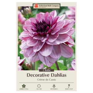 Dahlia Decorative – Créme De Cassis – 2 Bulb Pack