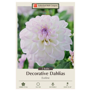 Dahlia Decorative – Eveline – 2 Bulb Pack