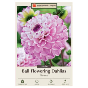 Dahlia Ball Flowering – Genova – 2 Bulb Pack